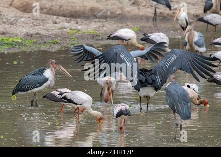 Sambia, South Luangwa National Park. Gemischte Vogelschar, einschließlich Marabou-Störche (Leptoptilos Crumenifer) und Gelbschnabelstörche beim Fischen. Stockfoto