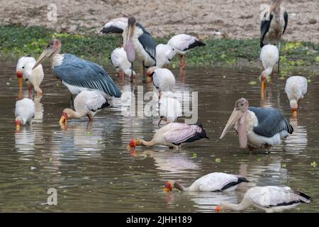 Sambia, South Luangwa National Park. Gemischte Vogelschar, einschließlich Marabou-Störche (Leptoptilos Crumenifer) und Gelbschnabelstörche beim Fischen. Stockfoto