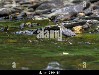 Dipper füttert am Ufer des Flusses Teifi, Wales Stockfoto