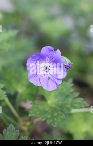 WALLICHIS STORCHSCHNABEL Stockfoto