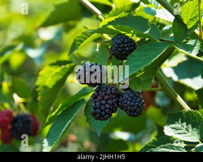 Meist reife Brombeeren aus biologischem Anbau. Einige sind noch rot und noch nicht ganz bereit. Stockfoto