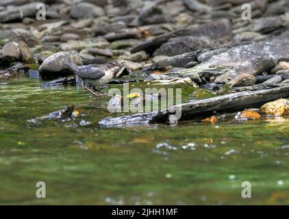 Dipper füttert am Ufer des Flusses Teifi, Wales Stockfoto