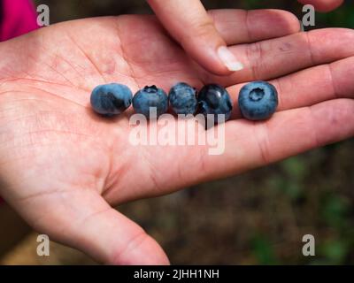 Junges Mädchen hält viele frisch gepflückte Heidelbeeren in Edgerton Kansas Stockfoto