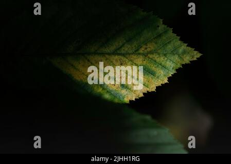 Von Sommer bis Herbst, Blatt dreht seine Farben von grün zu gelb. Beginn des Herbstkonzepts. Stockfoto