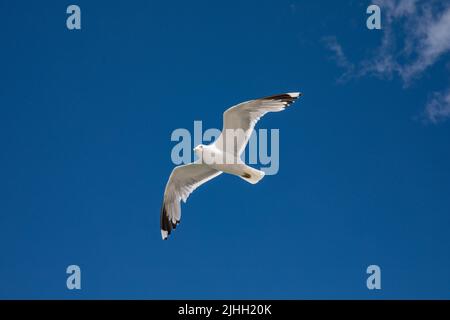 Low-Angle-Ansicht von gemeiner Möwe oder Larus Canus fliegen oder gleiten in der Luft Stockfoto