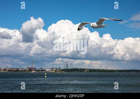 Möwe oder Larus Canus gleiten in der Luft mit der Skyline von Helsinki im Hintergrund. Helsinki, Finnland. Stockfoto