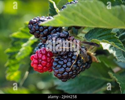 Wespen bestäuben auf meist reifen Bio-Brombeeren. Einige sind noch rot und noch nicht ganz bereit. Stockfoto