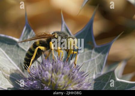 Nahaufnahme einer großen europäischen Sandwespe , Bembis rostrata trinkender Nektar aus einem blauen Meereseryngo, Eryngium maritimum, blüht an der Küste Stockfoto