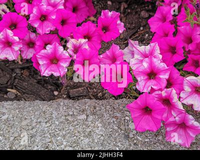 Nahaufnahme einer Petunia-Pflanze mit rosa Kaugummi und Holzhackschnitzeln Stockfoto
