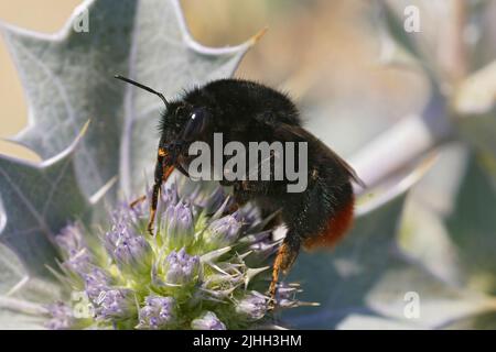 Nahaufnahme einer schwarzen Hummel-Königin, Bombus lapidarius, trinkender Nektar aus den blauen Eyngoblüten am Meer, Eryngium maritimum Stockfoto