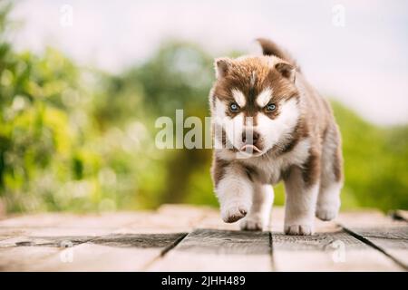 Der vierwöchige Husky-Welpe in weiß-brauner Farbe steht auf Holzboden. Stockfoto