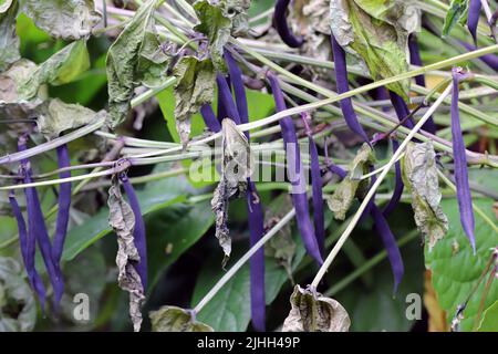 Zwergbohnen oder französische Bohnen, die von einem Pilz der Gattung Sclerotinia zerstört werden. Auf dem Stiel sichtbare weiße Schimmelpilze. Die Krankheit verursacht Ertragsverluste. Stockfoto