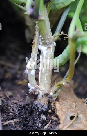 Zwergbohnen oder französische Bohnen, die von einem Pilz der Gattung Sclerotinia zerstört werden. Auf dem Stiel sichtbare weiße Schimmelpilze. Die Krankheit verursacht Ertragsverluste. Stockfoto