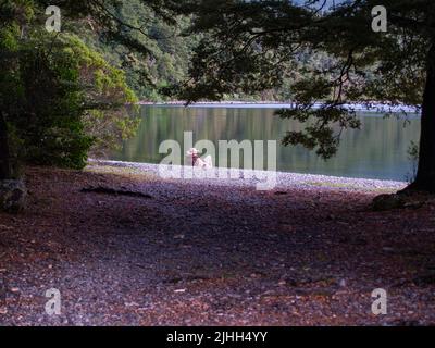 Lake Roto-iti Neuseeland - Februar 18 2007; der Mann mit breitem Krempenhut entspannt sich am Seeufer, eingerahmt von Laub Stockfoto