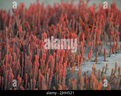 Rote Glaswürze wächst üppig am Nelson-Mündungsvorland, Neuseeland. Stockfoto