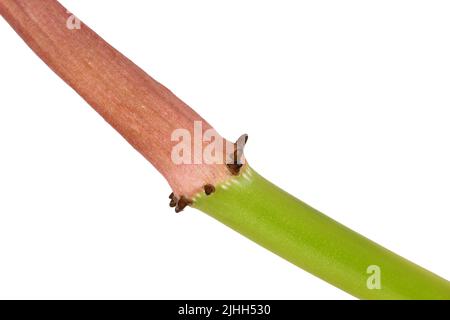 Kleine Stiche wachsender Luftwurzeln an Knoten auf tropischem Philodendron-Hauspflanzenstamm Stockfoto