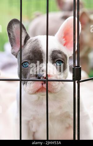 Traurige junge französische Bulldogge Hund Welpen hinter Gittern Stockfoto