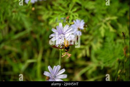 Die Flügel dieser Schneebrildmotte bewegen sich leicht, da sie erfrischende Pollen von einer hübschen violetten Wildblume in Missouri genießt. Bokeh. Stockfoto