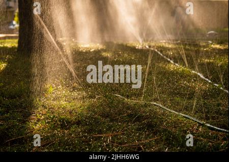 Sprinkler sprühen Wasser auf Gras. Rohre Bewässerung Pflanzen im heißen Sommer. Bewässerungssystem. Rasensprenger. Grasbewässerungssystem. Selektiver Fokus. Stockfoto