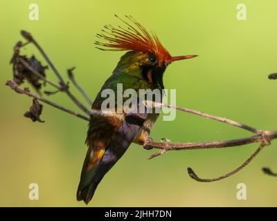 Rotkehlige Coquette, Lophornis delattrei, ein atemberaubender Kolibri mit einem orangefarbenen Kamm in Moyobamba, Peru Stockfoto