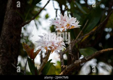 Small Bearded Dendrobium, auch bekannt als bärtige Lippenorchidee, blüht auf dem Baumstamm im Wald. Selektiver Fokus mit Bokeh-Hintergrund verwendet. Stockfoto