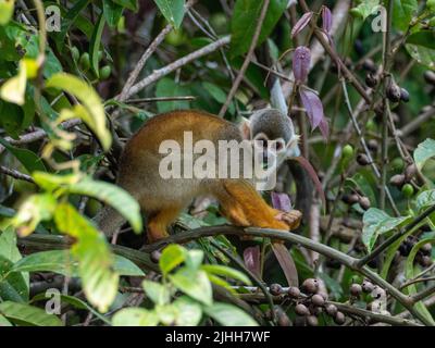 Humboldts Eichhörnchen-Affe, Saimiri cassiquiarensis, im Amazonas von Peru Stockfoto