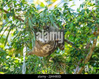 Braunkehliger Dreizehen-Faultier, Bradypus variegatus, hängt an einem Baum entlang des Amazonas-Flusses in Peru Stockfoto