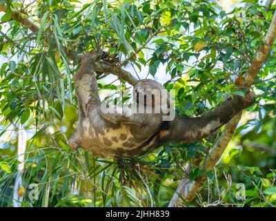 Braunkehliger Dreizehen-Faultier, Bradypus variegatus, hängt an einem Baum entlang des Amazonas-Flusses in Peru Stockfoto