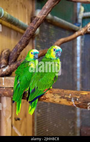 amazonas-Papageien mit türkisfarbener Fassade im Carmen-Papageienhaus (Papugarnia Carmen), Warschau, Polen Stockfoto