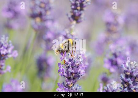 Nahaufnahme einer Hummel (Bombus terrestris), die in einem Sommergarten in Surrey auf englischen Lavendelblüten (Lavandula angustifolia) aufsucht Stockfoto