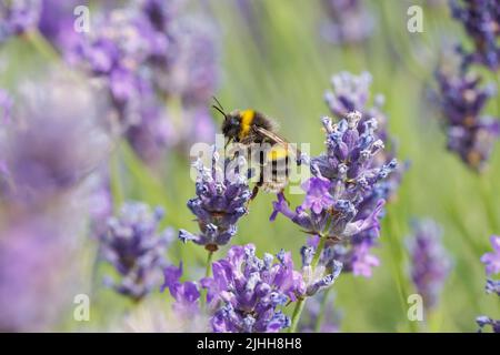 Nahaufnahme einer Hummel (Bombus terrestris), die in einem Sommergarten in Surrey auf englischen Lavendelblüten (Lavandula angustifolia) aufsucht Stockfoto