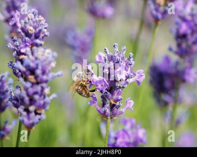 Nahaufnahme einer europäischen oder westlichen Honigbiene (APIs mellifera), die im Sommer in Surrey, Großbritannien, auf der Nahrungssuche nach purpurem englischen Lavendel (Lavandula angustifolia) ist Stockfoto