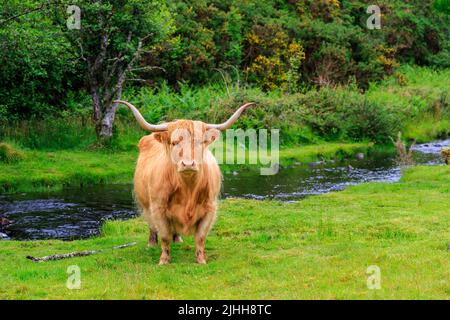 Eine Highland-Rinderkuh mit typischen langen Hörnern und braunem, zotteligen Fell, die an einem Bach in der Nähe von Kyle of Lochalsh in den schottischen Highlands steht Stockfoto