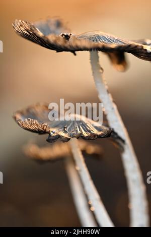 Drei winzige Pilze nach dem Regen Stockfoto