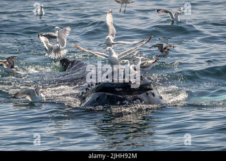 Buckelwale (Megaptera novaeangliae) ernähren sich von einem Blasennetz in der Nähe eines Whale Watching Bootes vor der Küste von Cape Cod Stockfoto