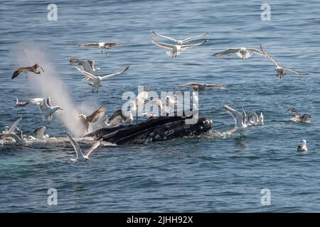 Buckelwale (Megaptera novaeangliae) ernähren sich von einem Blasennetz in der Nähe eines Whale Watching Bootes vor der Küste von Cape Cod Stockfoto