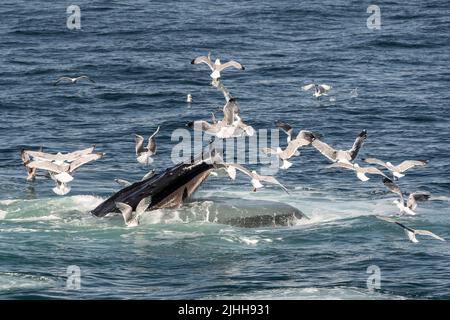 Buckelwale (Megaptera novaeangliae) ernähren sich von einem Blasennetz in der Nähe eines Whale Watching Bootes vor der Küste von Cape Cod Stockfoto