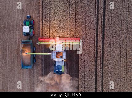 18. Juli 2022, Mecklenburg-Vorpommern, Groß Welzin: Ein Mähdrescher fährt nach Sonnenuntergang über ein Weizenfeld. (Luftaufnahme mit einer Drohne) Landwirte in Norddeutschland nutzen derzeit das trockene Wetter, um Getreide zu ernten. Foto: Jens Büttner/dpa Stockfoto