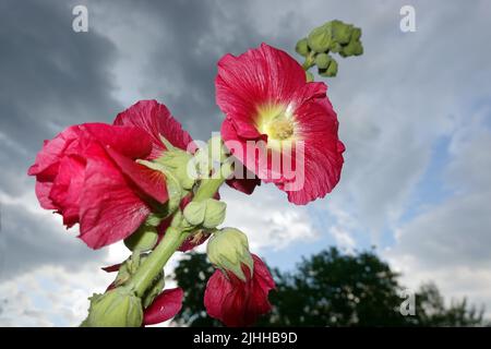 rote Stockrose (Alcea rosea) im Garten Stockfoto