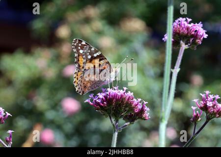 Distelfalter (Vanessa cardui, SYN. Cynthia cardui) auf einer patagonischen Eisenkraut (Verbena bonariensis, SYN. Verbena inamoena) Stockfoto