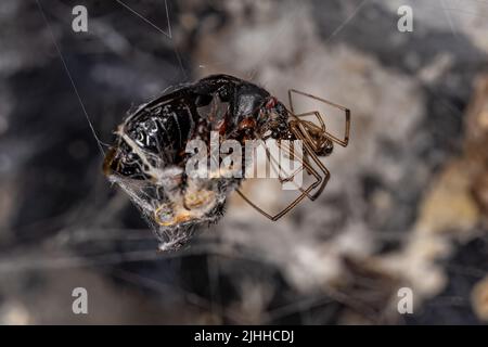 Männliche braune Witwe der Art Latrodectus geometricus, die einen stinkenden Käfer ausrauht Stockfoto
