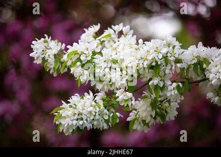 Frühlingsblüten auf weißen und violetten Krabben-Apfelbäumen Stockfoto