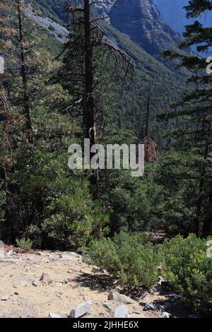 Der Blick den Hügel hinunter vom Tunnelblick außerhalb des Wawona Tunnels im Yosemite National Park. Zeigt Pflanzen und Bäume in vielen Lebensstadien. Stockfoto