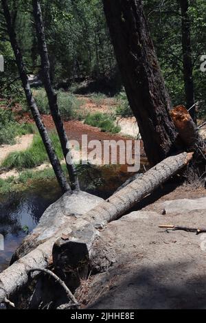 Ein heruntergefallter, junger Baum neben dem westlichen Teil des Tenaya Creek, der durch den Yosemite National Park in Zentralkalifornien fließt. Stockfoto