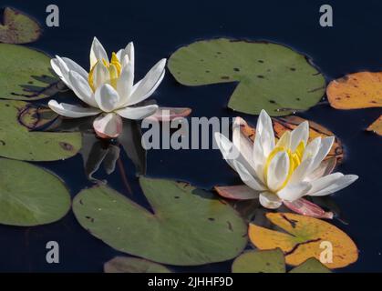 Duftende weiße Seerosen und grüne Seerosen im Algonquin Park Stockfoto