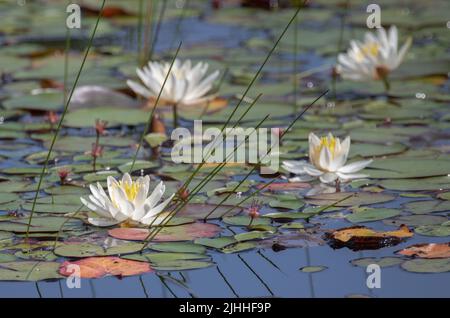 Duftende weiße Seerosen und grüne Seerosen im Algonquin Park Stockfoto