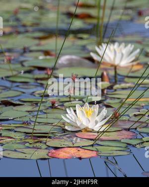 Duftende weiße Seerosen und grüne Seerosen im Algonquin Park Stockfoto