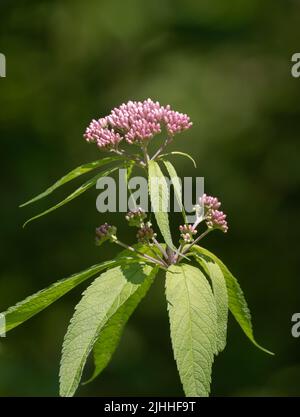 Nahaufnahme der rosa gepunkteten Joe-pye-Unkrautblüte mit grünen Blättern Stockfoto