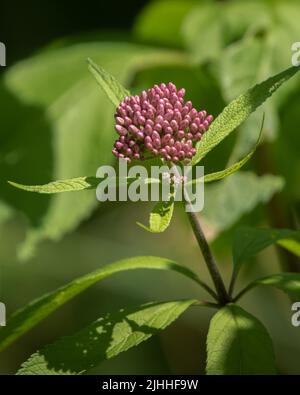 Nahaufnahme der rosa gepunkteten Joe-pye-Unkrautblüte mit grünen Blättern Stockfoto