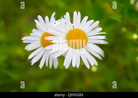 Wilde Kamillenblumen auf einem verschwommenen grünen Grashintergrund. Stockfoto